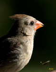 Northern Cardinal 4866